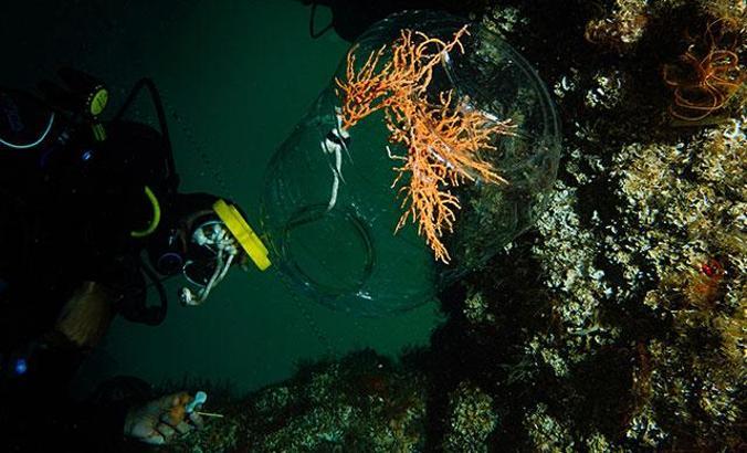 Marmara Denizi'nde 27-30 metrelerde büyük mercan ekimi