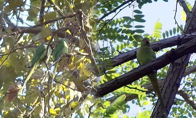 İstanbul’da yeşil papağanlar...  Giderek çoğalıyor kuşların yem ve yuvalarına ortak oluyorlar