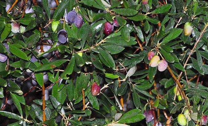 1658 yıllık anıt zeytin ağacında hasat