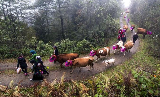 Karadeniz’de yaylacıların, renkli dönüş yolculuğu