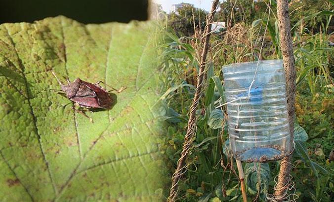 Fındık ağaçlarını kurutan kahverengi kokarca böceğine damacanalı önlem