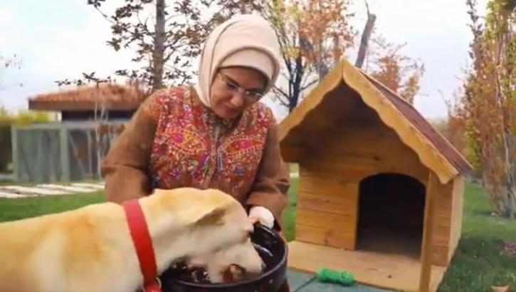 Emine Erdoğan'ın sahiplendiği 'Leblebi', Külliye bahçesinde