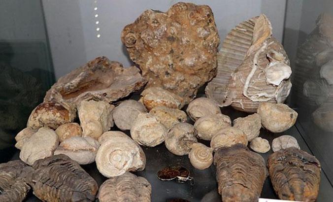 Kolye yapmak için dağ-tepe dolaşırken 550 milyon yıllık fosiller buldu