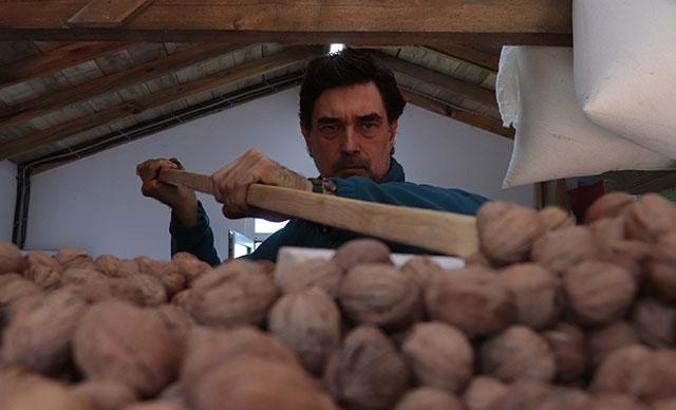 Huzuru köy yaşamında bulan oyuncu Burak Hakkı, cevizlerini hasat etti