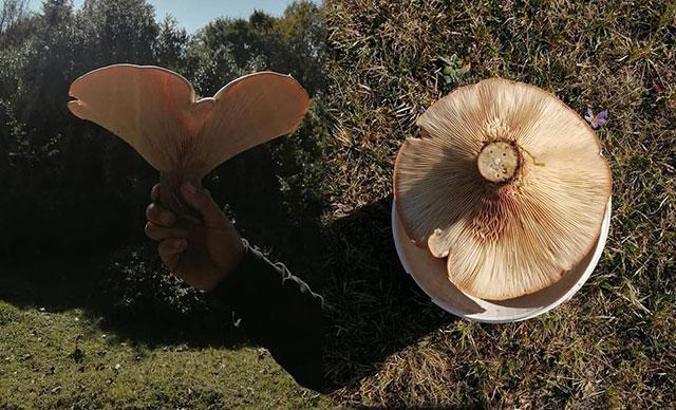 Yaylada 620 gramlık mantar buldu