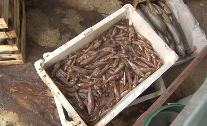 Tuzla'da yaklaşık 1 ton çürümüş balık yakalandı