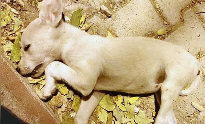 Karamanlı'da sokak hayvanlarının öldürülmesine suç duyurusu