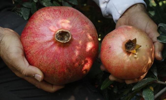 1 kilo 649 gramlık nar, görenleri şaşırtıyor