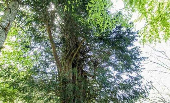 Bronz Çağı'ndan beri yaşayan porsuk ağacı, 4 bin yıl daha yaşayabilir