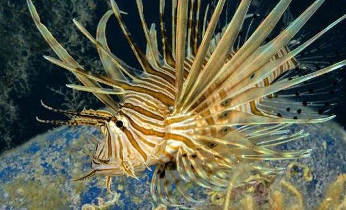 Aslan balıkları ve kaçak avlanma orfoz için önemli bir tehdit