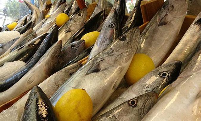 Şimdi ızgarada palamut zamanı