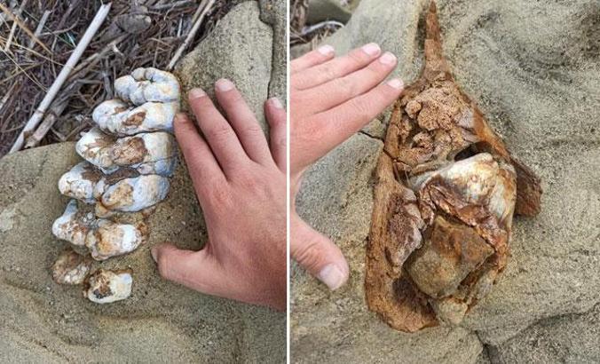 Çanakkale'de 9 milyon yıllık fil fosili bulundu