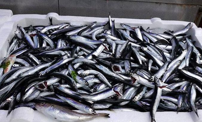 Trabzon'da tezgahlarda, palamudun yerini hamsi aldı