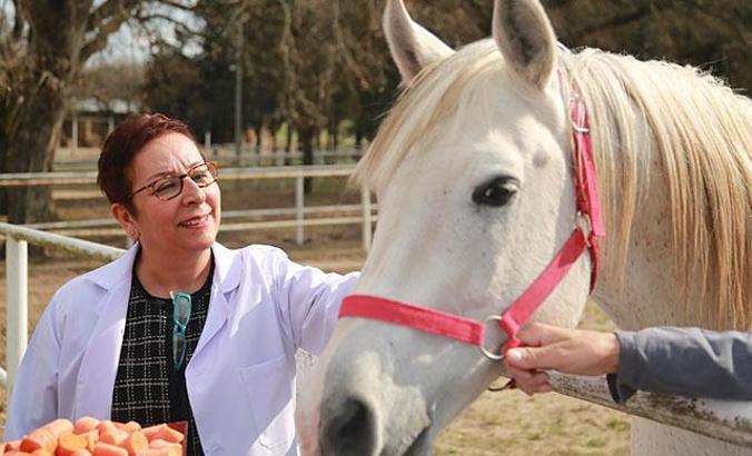 Şampiyon taylardan rekor gelir elde edildi
