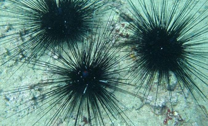 Dikenli deniz kestanesi uyarısı