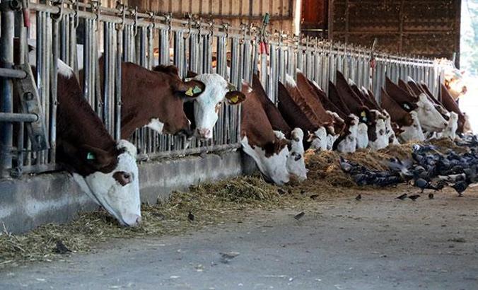 Kurduğu çiftlikle bölgenin en önemli süt üreticisi olan emekli öğretmen, şimdi de kendi enerjisini üretecek