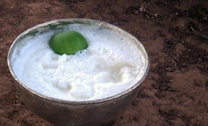 Hataylı çobanlar teleme yoğurdu geleneğini devam ettiriyor