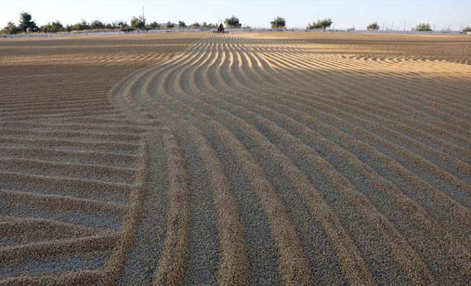 Türkiye'nin bulgur ihtiyacının yarısı, Gaziantep'ten karşılanıyor