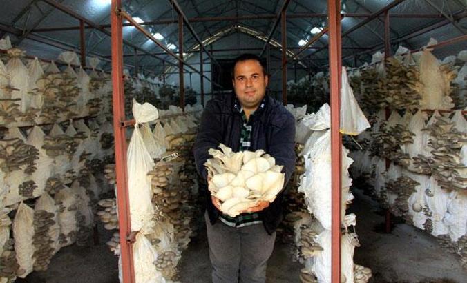 Tadını beğendiği istiridye mantarı üretmeye başladı, siparişlere yetişemiyor