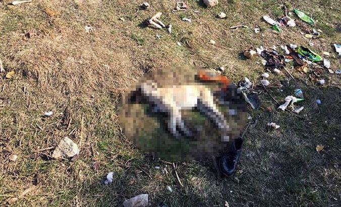 Isparta'da 7 köpeğin zehirlenmesine inceleme