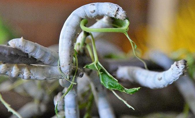 İpek böceğinin 45 günlük öyküsü görüntülendi