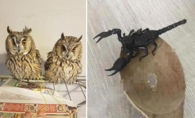 İnternetten hayvan satanlara pet marketlerden tepki: Yılan, baykuş, akrep bile satıyorlar