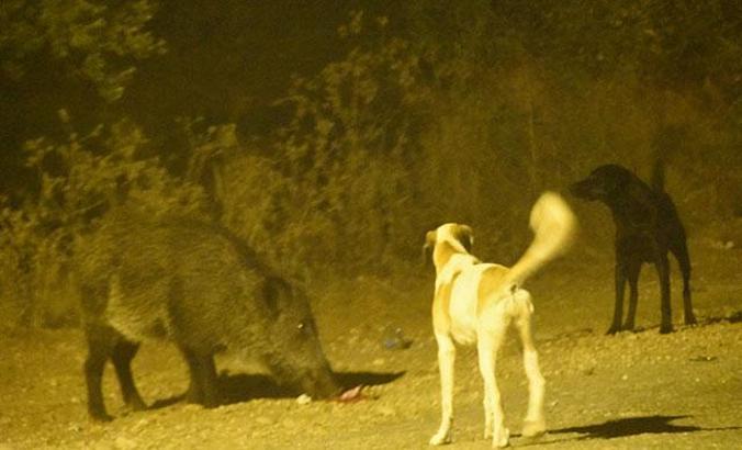 Domuzla köpeklerin yemek kavgası