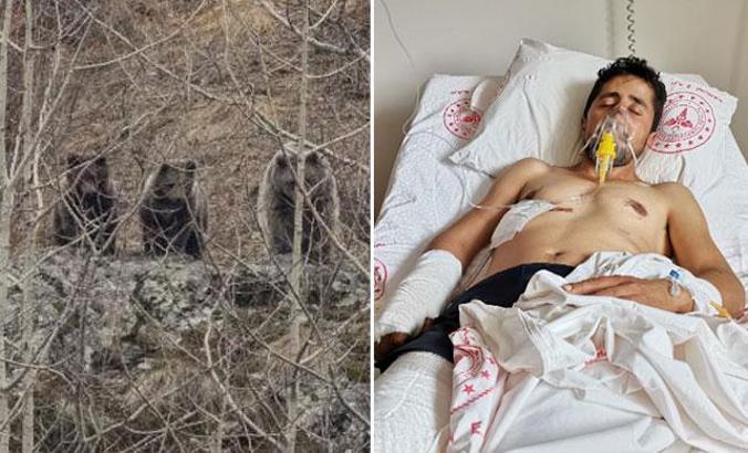 Ayı saldırısında yaralandı, köpekler ölümden kurtardı