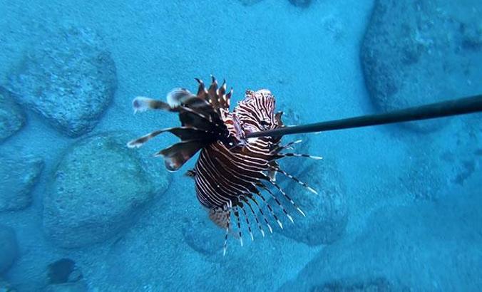 Akdeniz'i etkisi altına alan Aslan balığında 'kısmi felç' tehlikesi