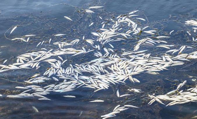 Ankara'da barajdaki balık ölümlerine inceleme