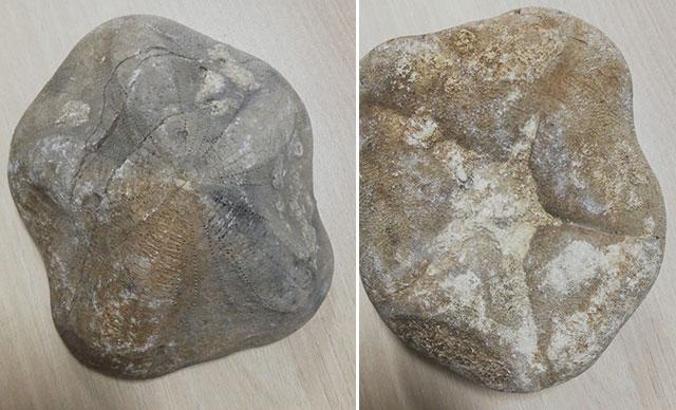 Çanakkale'de piyasa değeri 4 milyon lira olan 2 fosil ele geçirildi