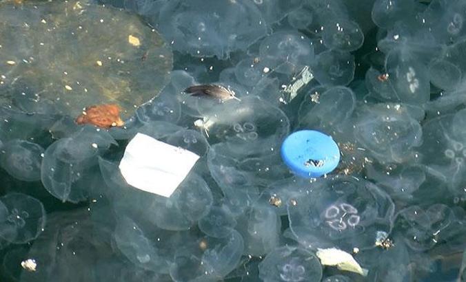 İstanbul Boğazı'nı denizanaları bastı