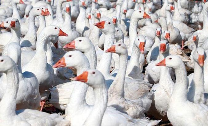 Adana'da hobi için beslediği kazlarla çiftlik kurdu, Türkiye'nin her yerine gönderiyor