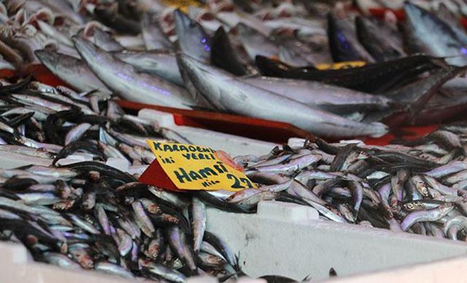 Tezgahlar hamsi ile doldu, vatandaşın gözü irisinde
