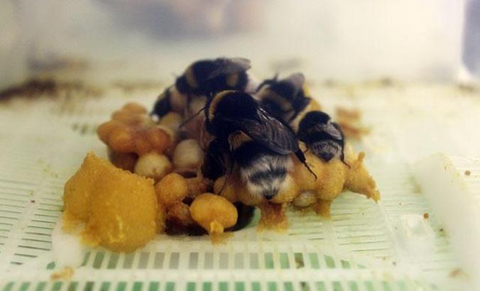 Tarım işçisi arılara, seralara girmeden PCR testi