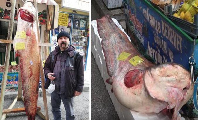 108 kiloluk yayın balığı, kilosu 50 liradan satışta