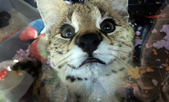 Sakarya’da, ülkeye kaçak sokulan Afrika vahşi kedisi ele geçirildi