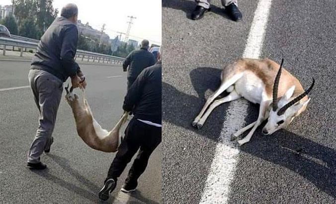 'Veterinere götüreceğim' diyerek aracına aldığı yaralı ceylanla kayıplara karıştı