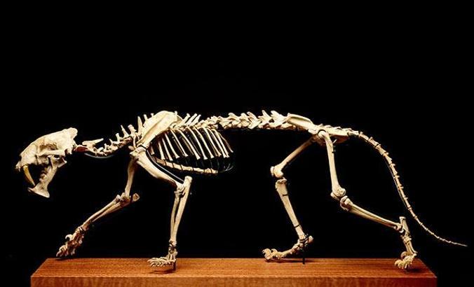 İsviçre'de 40 milyon yıllık 'kılıç dişli kaplan' açık artırmayla satılıyor