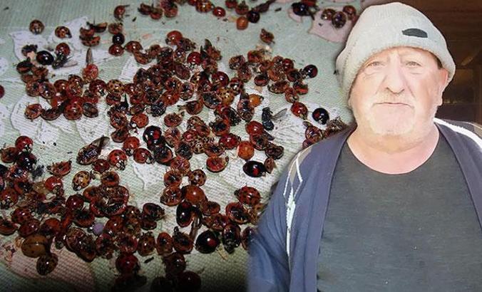 Rize’de 'uğur böceği' istilası