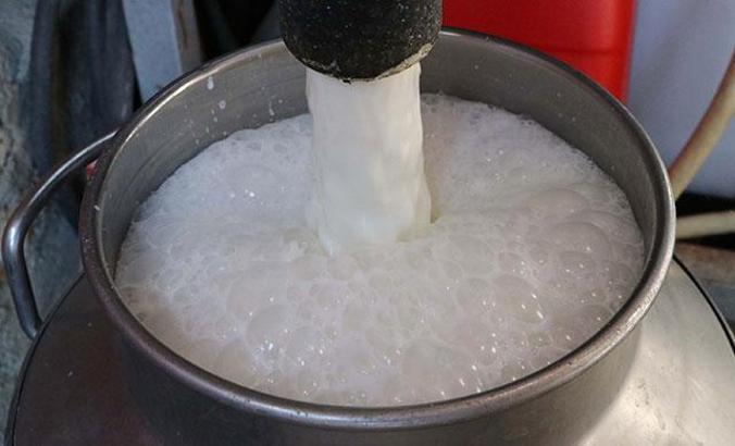 Türk bilim insanları keçi sütünde Kovid-19’a karşı etkili protein keşfetti