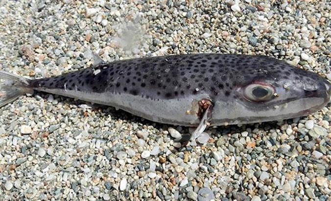'Balon balığında 30 insanı öldürecek toksin var, siyanürden 1200 kat daha zehirli'