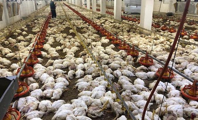 Havalandırma arızalanınca 20 bin tavuk öldü