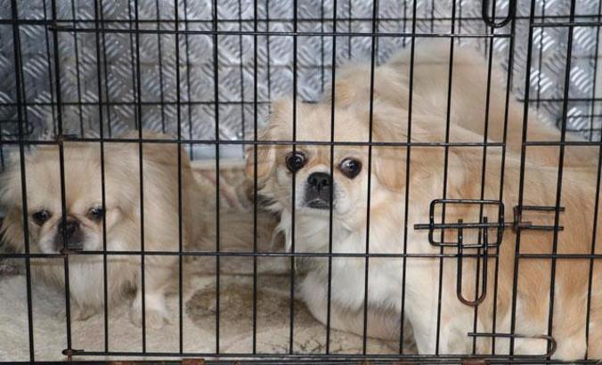 Ankara'da apartmanda ikinci köpek operasyonu: 9 köpek kurtarıldı