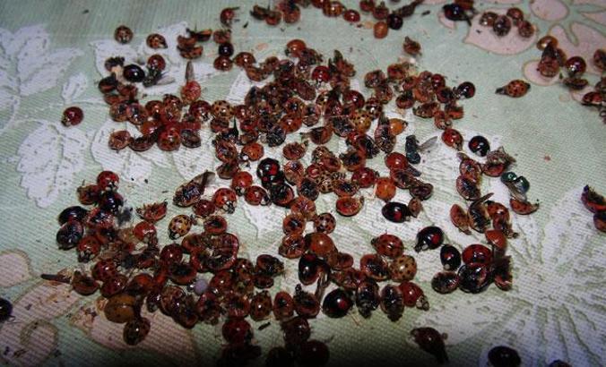 Rize'yi istila eden uğur böceklerinin sırrı ortaya çıktı