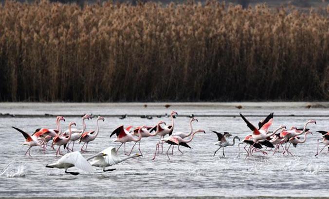 Küresel iklim değişimi flamingoları etkiledi, son 10 yıldır gitmiyorlar