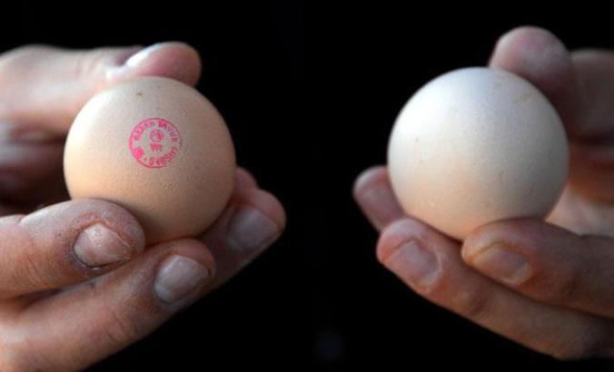 'Çiftlik yumurtası, vatandaşa köy yumurtası diye yediriliyor'