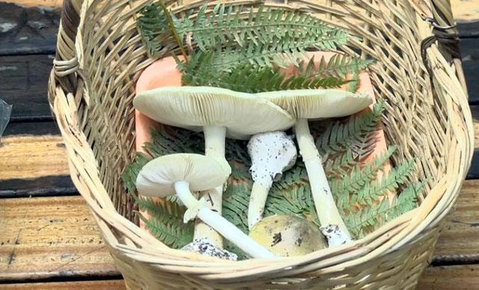 Mantar uzmanı Barutçiyan: Bazı mantarlar son yemeğiniz olabilir