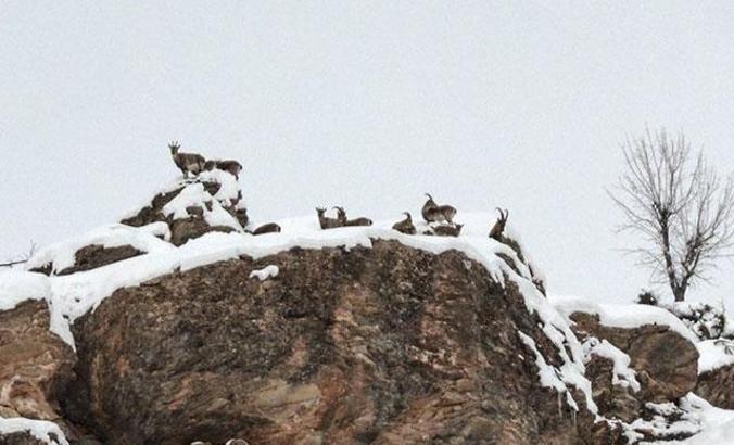 Tunceli'de ABD vatandaşına yaban keçisi av izni ile ilgili açıklaması