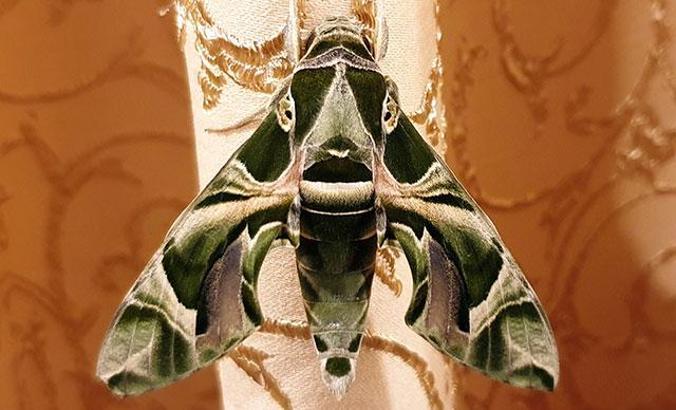 Bahçede büyüyen mekik kelebeği eve girdi